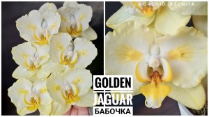 Phal. Golden Jaguar бабочка 🤍💛 Первое цветение нежной голландской орхидеи сорта Голден Ягуар 🐆