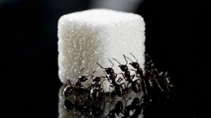 Белый Монолит (Сага)