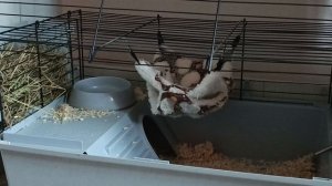 Морская свинка