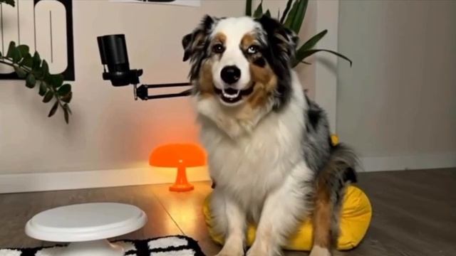 Лучший подкаст смотреть онлайн