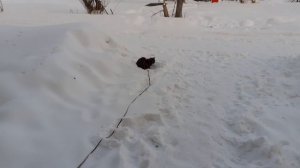 Вышел Тишка на мороз.