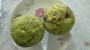 Маклюра или адамово дерево.