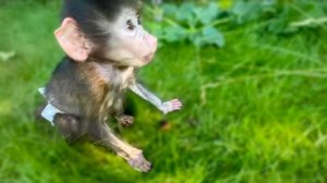 Ангелина с Люсей очень быстро сообразили КАК им достать вкусную шелковицу!