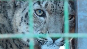 Пойманного в одном из сел Кыргызстана снежного барса выпустили в дикую природу