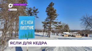 Один из этапов программы лесовосстановления в Приморье -  стратификация кедра
