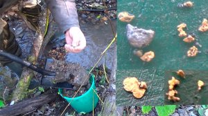 Разведка самородного Золота в реке!