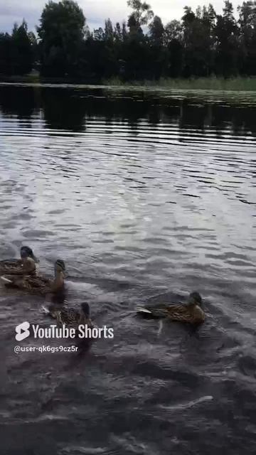 Ленобласть.28.07.2024. Часть 122.Утята_ Завтрак для младших утят. Мама защищает стайку от старших