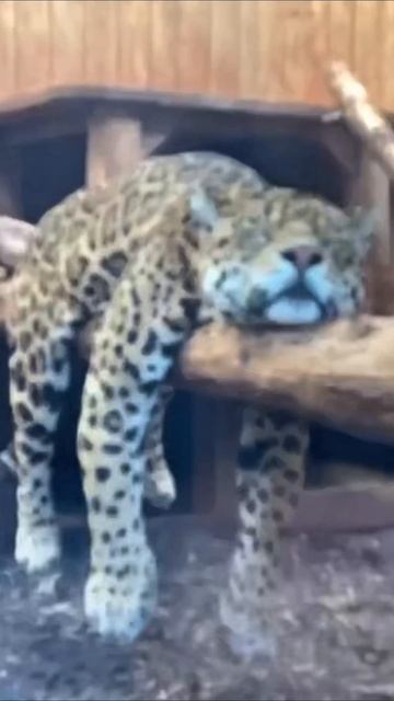 я их всех провел #приколы #прикол #юмор смотреть онлайн