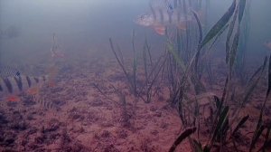 Окуневое эльдорадо! Подводные съемки.