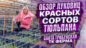 ОБЗОР ЛУКОВИЦ КРАСНЫХ СОРТОВ ТЮЛЬПАНОВ