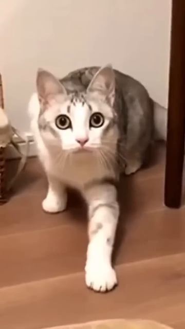 Молоко поставь!😹 смотреть онлайн