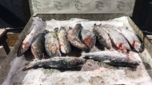 улов форели у Сергея