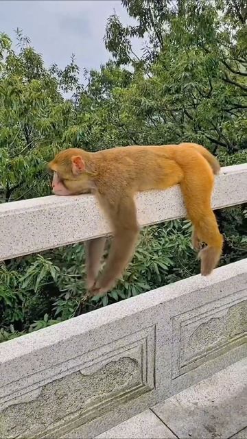 а я помню #приколы #прикол #юмор смотреть онлайн