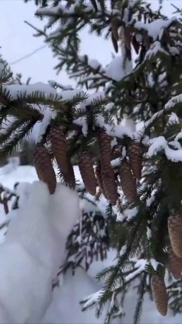 ЁЛКА -ШИШКИ смотреть онлайн