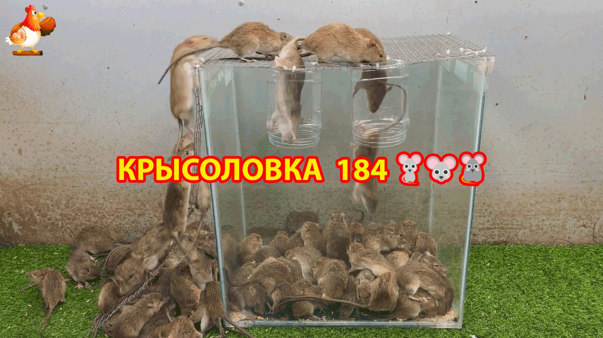 Крысоловка вариант (184) 🐀 Как сделать крысоловку своими руками и поймать кучу крыс 🐀🐁🐀 смотреть онлайн