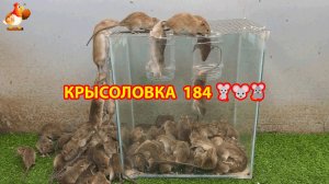 Крысоловка вариант (184) 🐀 Как сделать крысоловку своими руками и поймать кучу крыс 🐀🐁🐀
