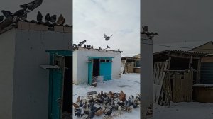 кормление, 89895013708 Андрей