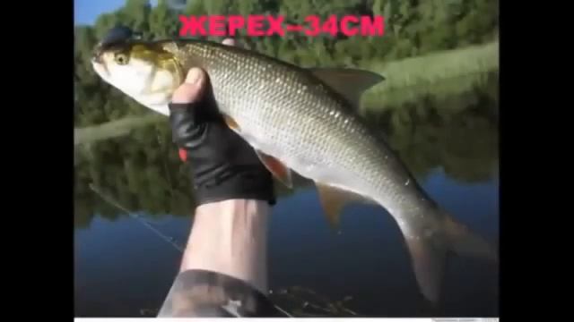 Норма вылова рыбы 2026 Штраф за рыбалку 2026 Размер рыб для вылова Рыболовные правила 2026 смотреть онлайн