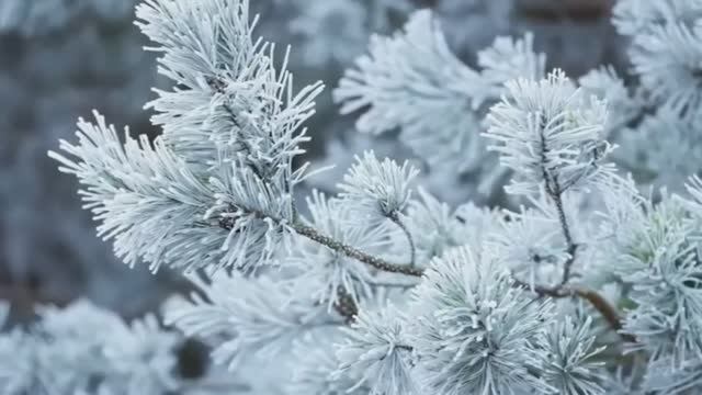 winter music relax. зимнее настроение фоновая музыка атмосферная уютная зима снег 2026 смотреть онлайн