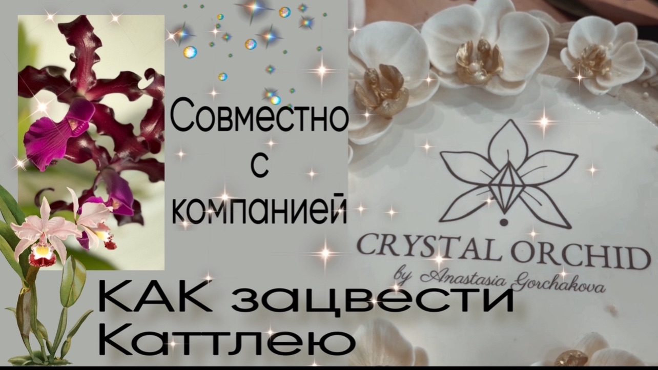Рубрика от Crystal orchid «вопрос-ответ» смотреть онлайн