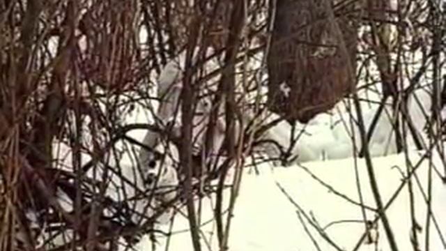 Искусство снайпера