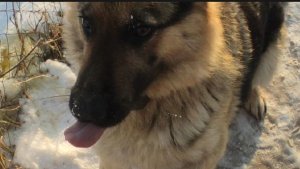 Вокруг одни хитрюли 😊