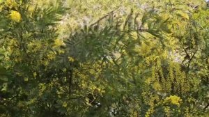 7 января 2026 . С Рождеством! В Провансе морозит, хотя Мимоза и зацвела