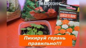 Не делай эти ошибки при пикировке герани(пеларгонии)!