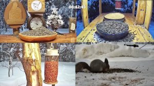 #онлайн_кормушка_для_птиц. 15 января 2026 года. г. Калуга