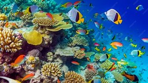 Кто живёт в океане.Подводный мир и Марианская впадина