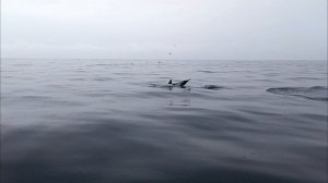 Дельфины нас сопрвождают