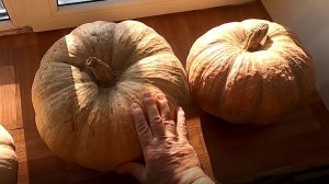 Вес тыквы при хранении уменьшается