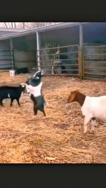 я ещё тот шутник #приколы #прикол #юмор смотреть онлайн