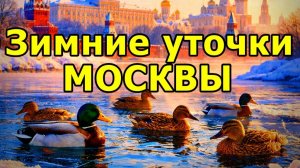 ❄️ЗИМНИЕ ПТИЦЫ: МОСКОВСКИЕ 🦆УТКИ. НЕЗАМЕРЗАЮЩАЯ ЖИЗНЬ НА РЕКЕ. МОСКВА. ЯНВАРЬ 2026 ГОДА.