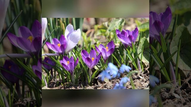 ВЕСЕННИЕ ЦВЕТЫ смотреть онлайн