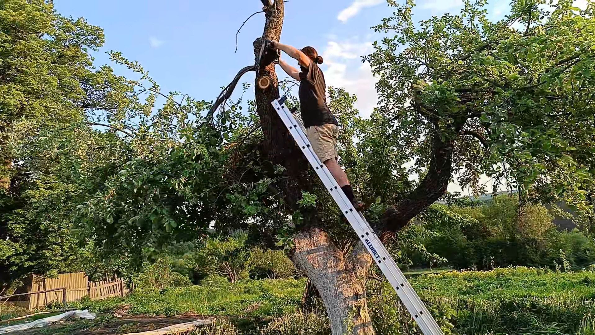 Как правильно обрезать весной старые фруктовые деревья смотреть онлайн