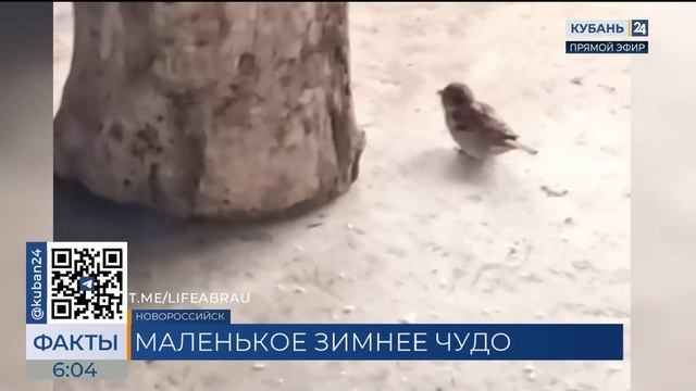 Тракторист из Абрау-Дюрсо спас замерзающего под дверью воробья смотреть онлайн