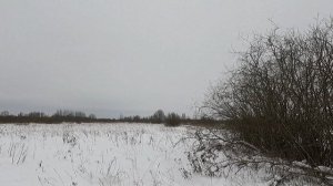 Охота с Добычем. 15.01.2026. Русак.