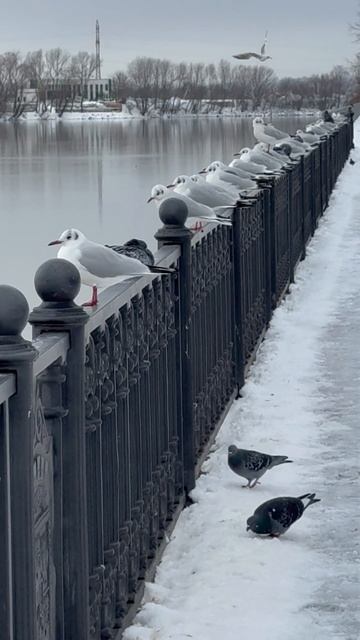 Зима 2026 в Краснодаре! #мамаотличника #зима2026 смотреть онлайн