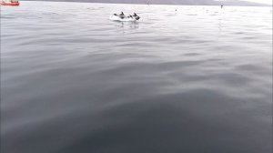 petal_20241108_172217.mp4