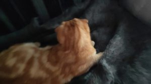 утеплились