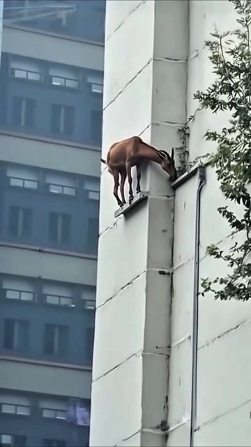 а это точно та квартира #приколы #прикол #юмор смотреть онлайн