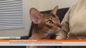 Кот из России победил в мировом конкурсе красоты