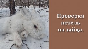 Два дня.Десять петель.Живой заяц.