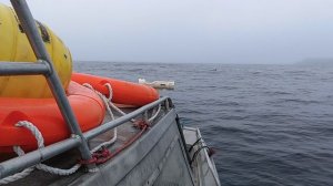 Зеленцы, ловлю рыбу, вокруг меня киты