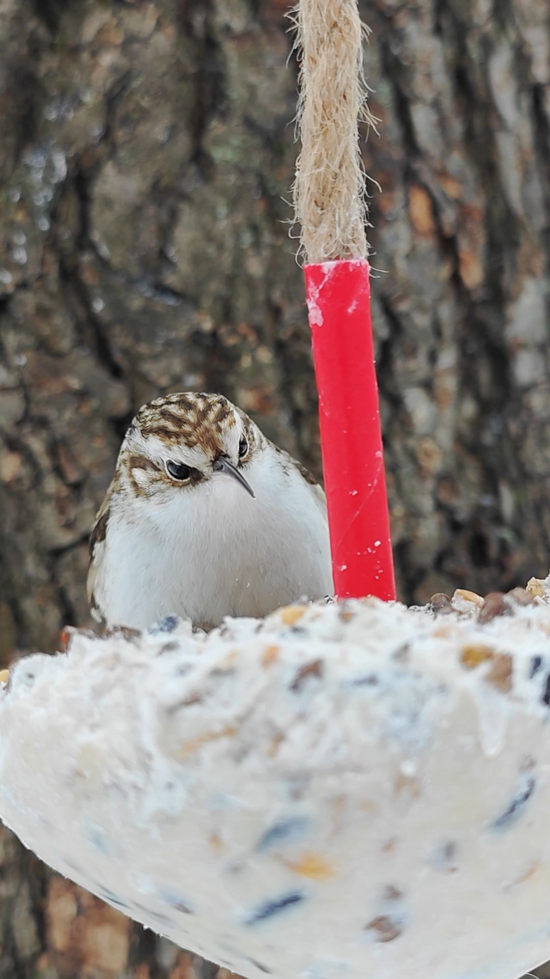 Пищуха смотреть онлайн