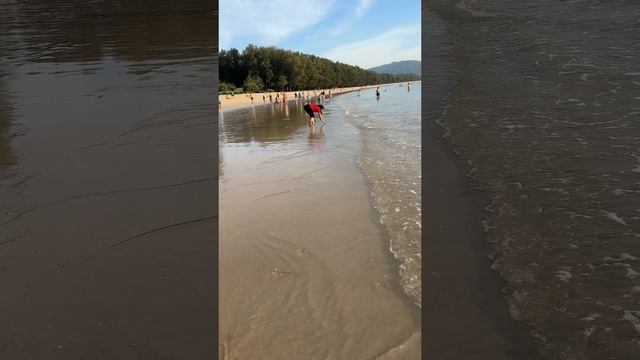 Сбор ракушек для ужина смотреть онлайн