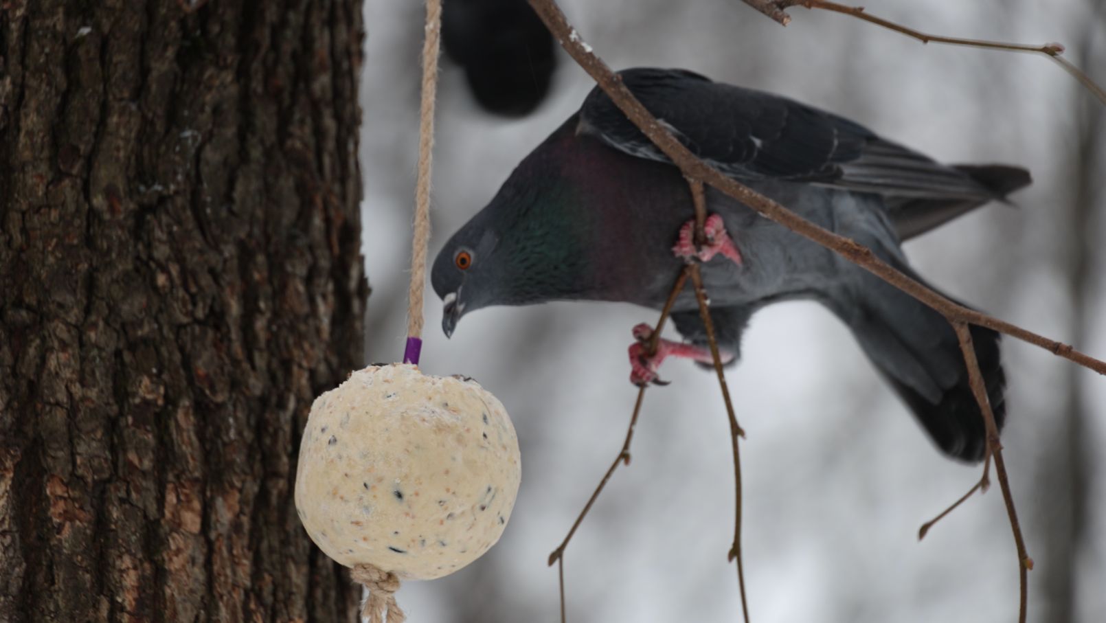 О птичках. Голуби и сало. Зарисовка смотреть онлайн
