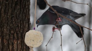 О птичках. Голуби и сало. Зарисовка