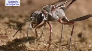 Удивительные насекомые